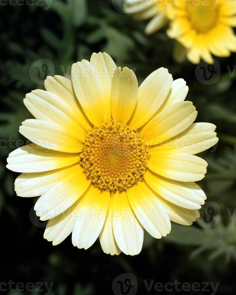 Flowers background. Colorful summer flowers close view photo