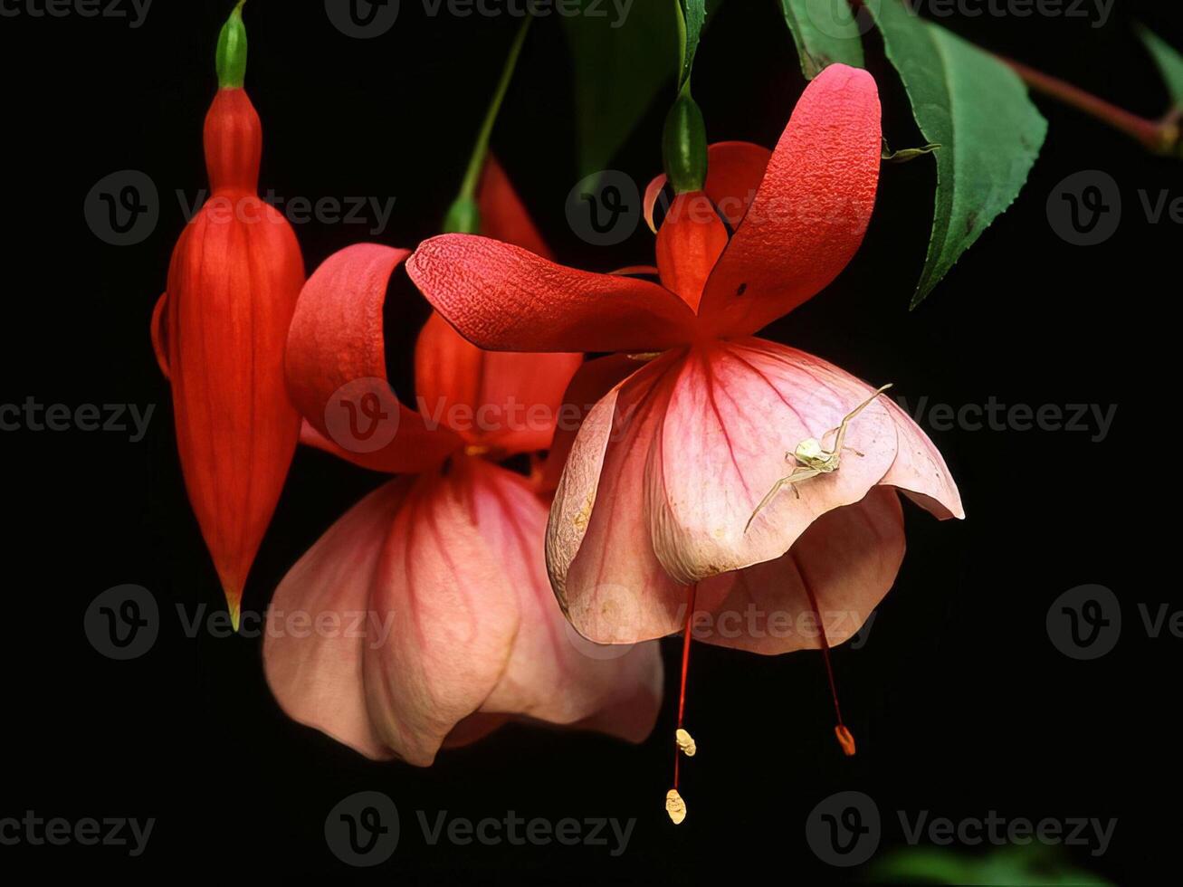 Flowers background. Colorful summer flowers close view photo