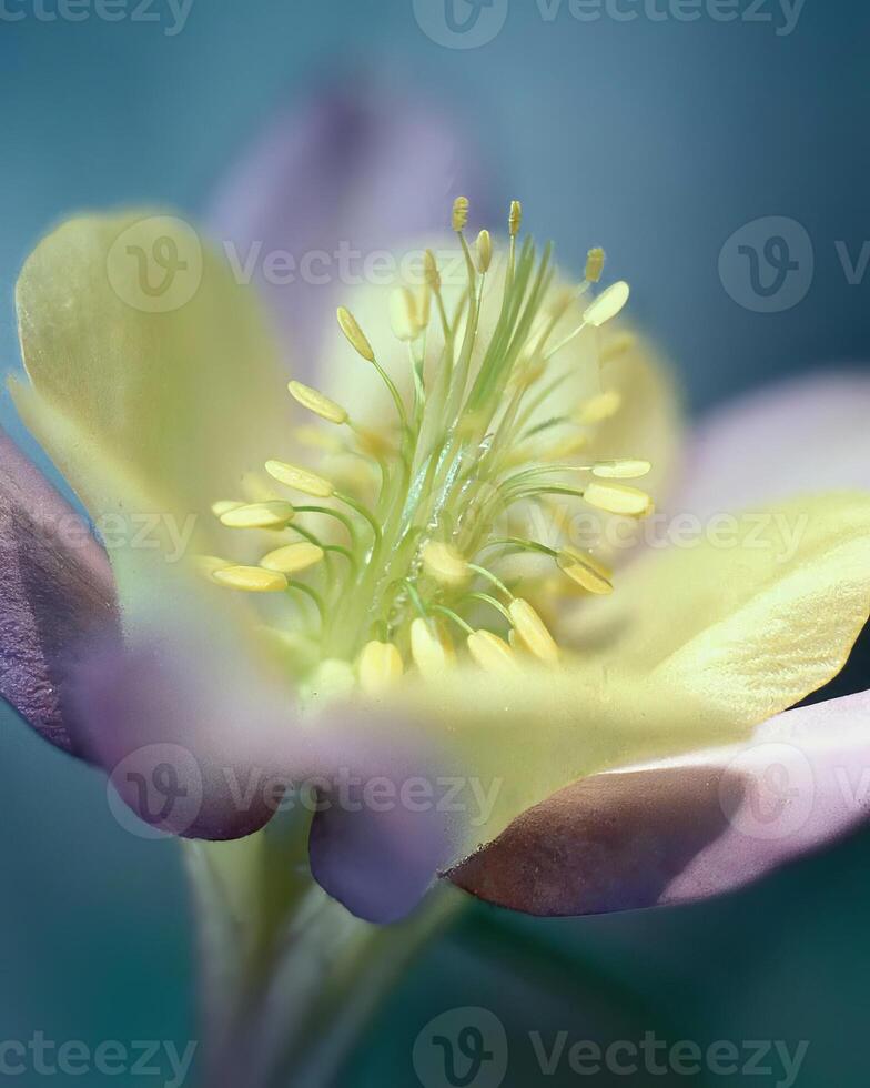 Flowers background. Colorful summer flowers close view photo