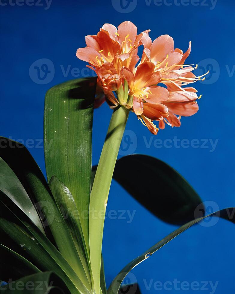 Flowers background. Colorful summer flowers close view photo