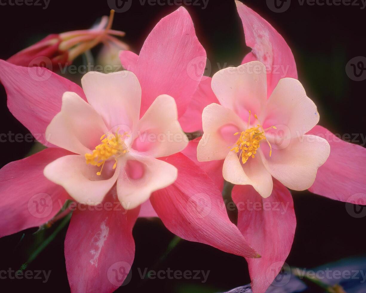 Flowers background. Colorful summer flowers close view photo