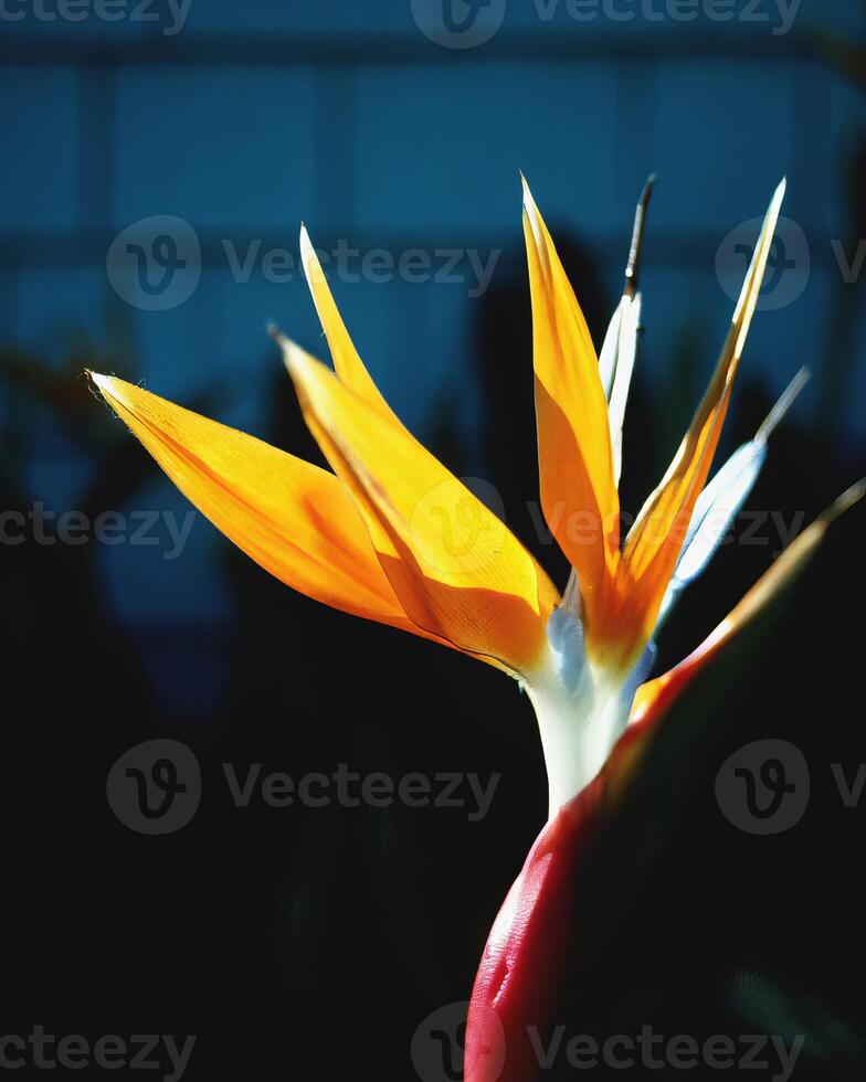 Flowers background. Colorful summer flowers close view photo
