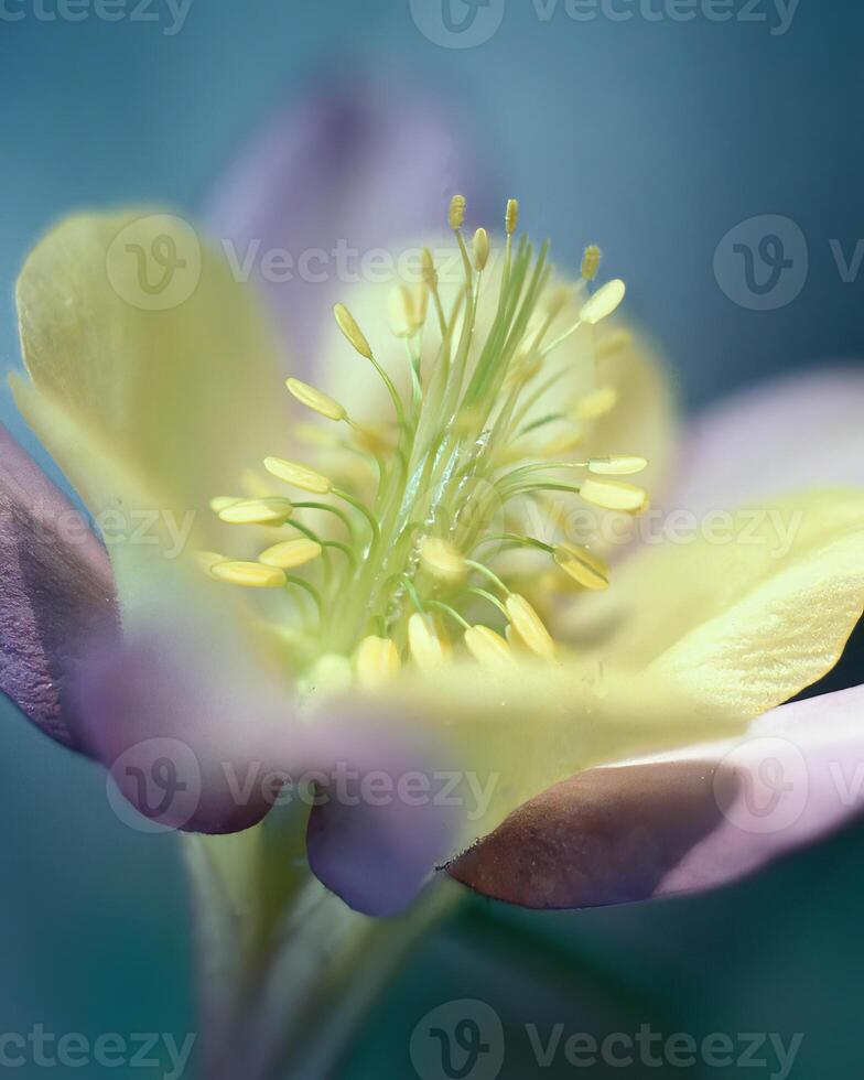 Flowers background. Colorful summer flowers close view photo