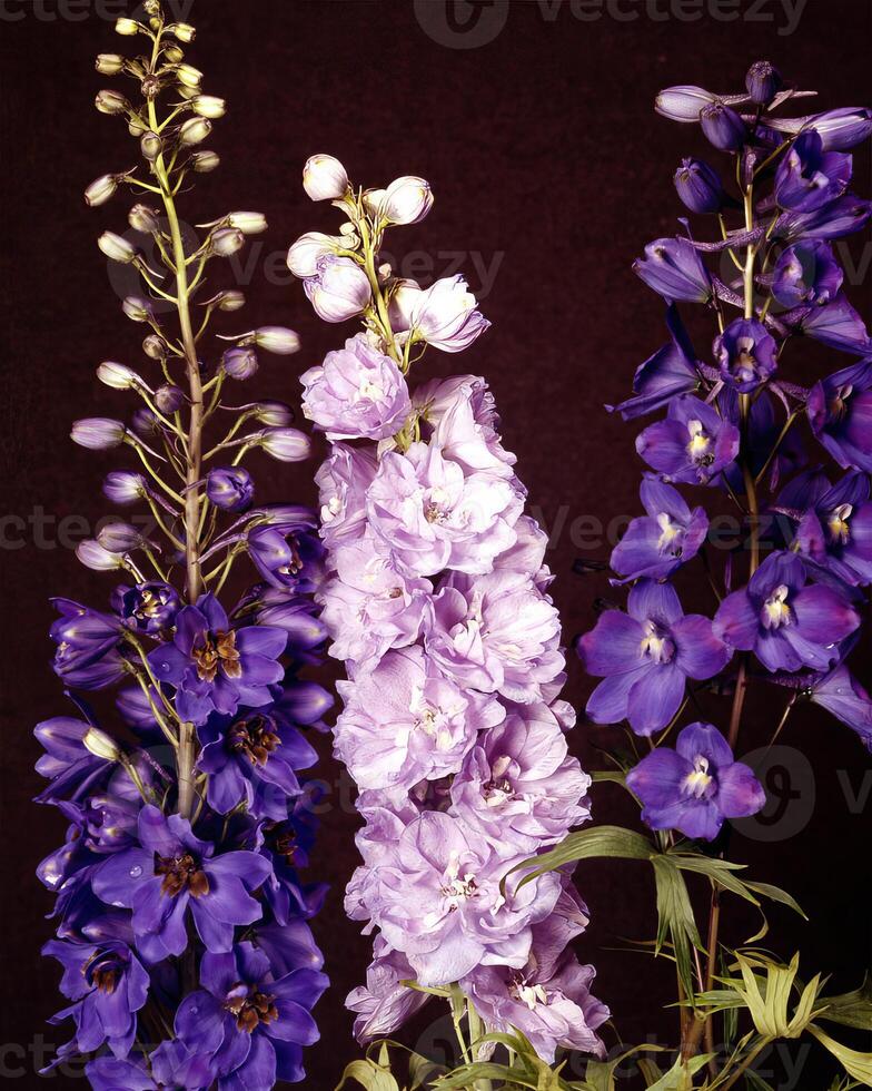 Flowers background. Colorful summer flowers close view photo