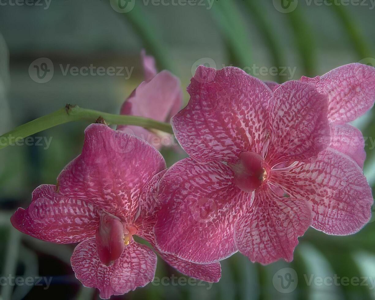 Flowers background. Colorful summer flowers close view photo