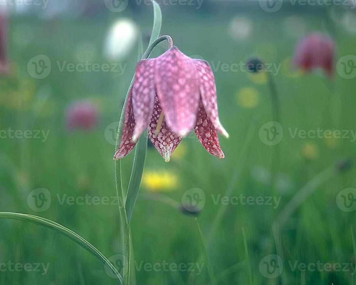 Flowers background. Colorful summer flowers close view photo