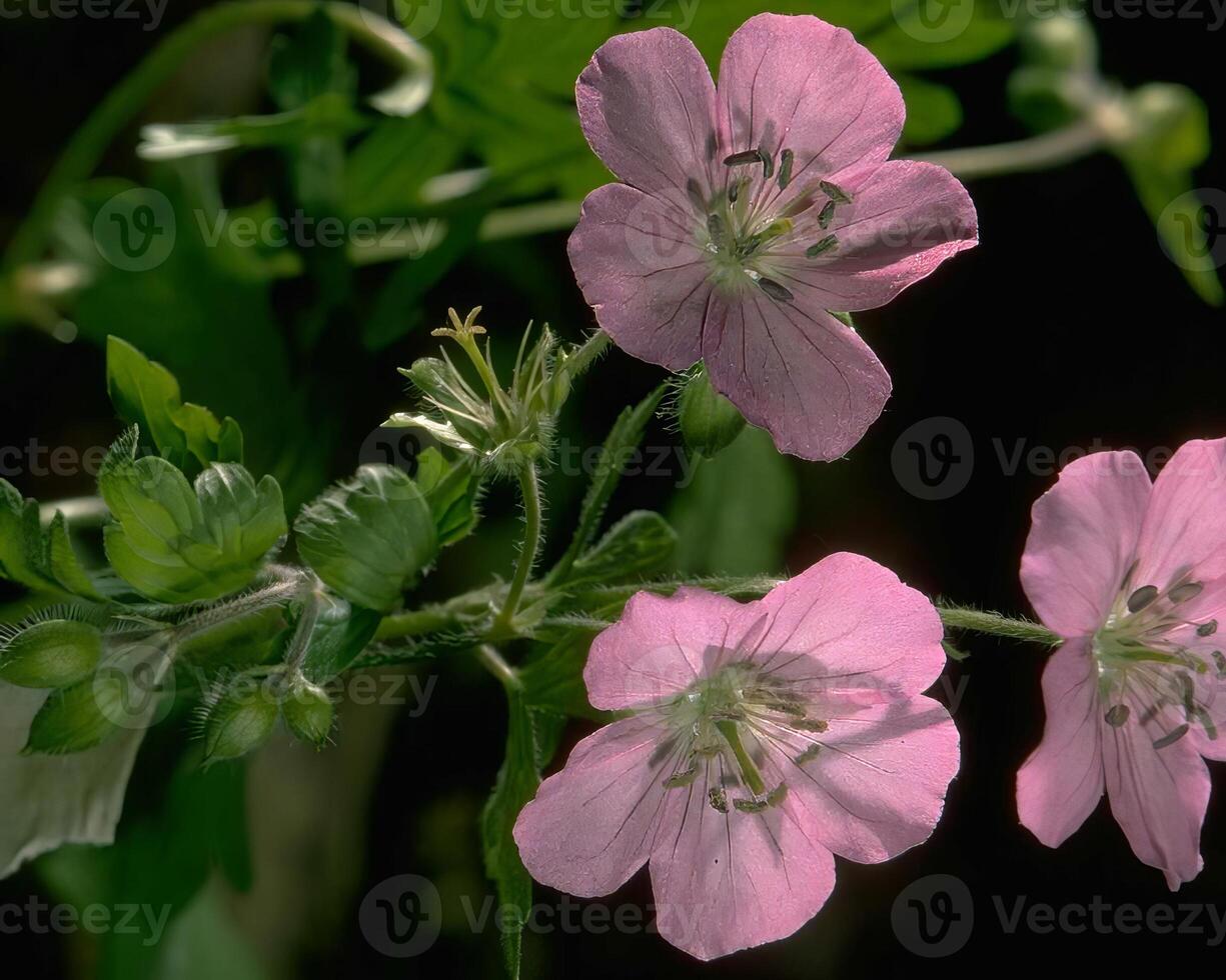 Flowers background. Colorful summer flowers close view photo