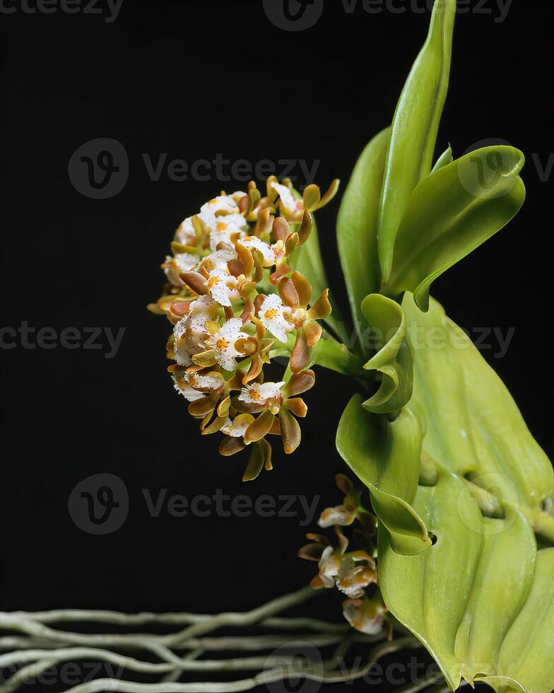 Flowers background. Colorful summer flowers close view photo