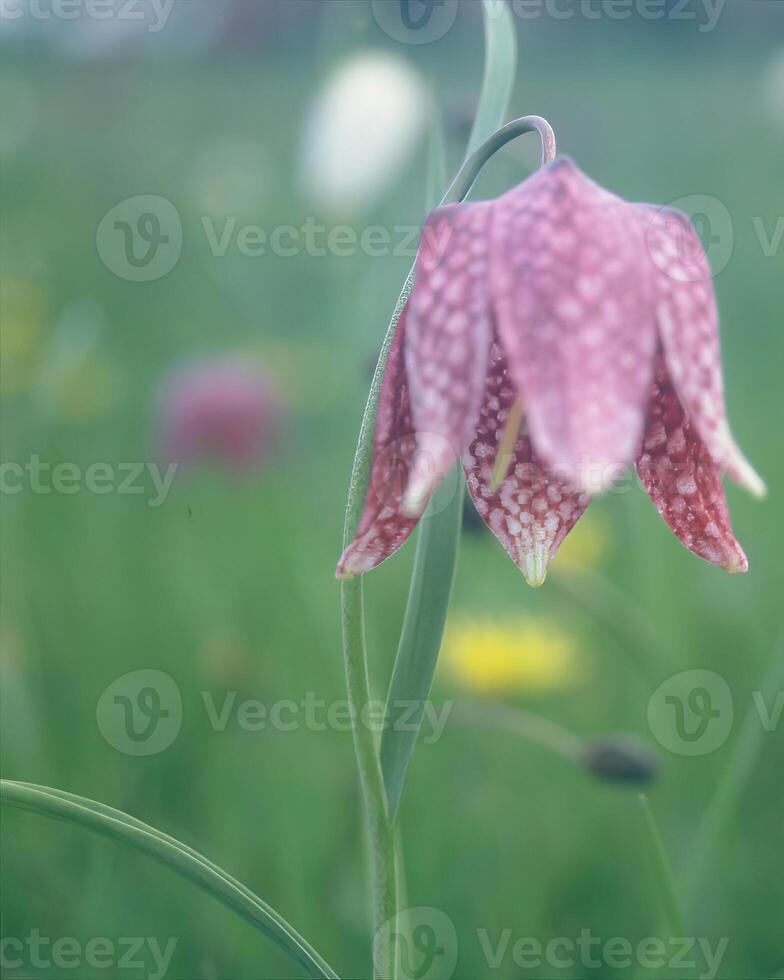 Flowers background. Colorful summer flowers close view photo