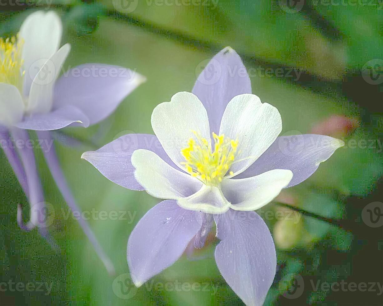 Flowers background. Colorful summer flowers close view photo