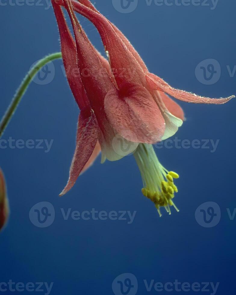 Flowers background. Colorful summer flowers close view photo