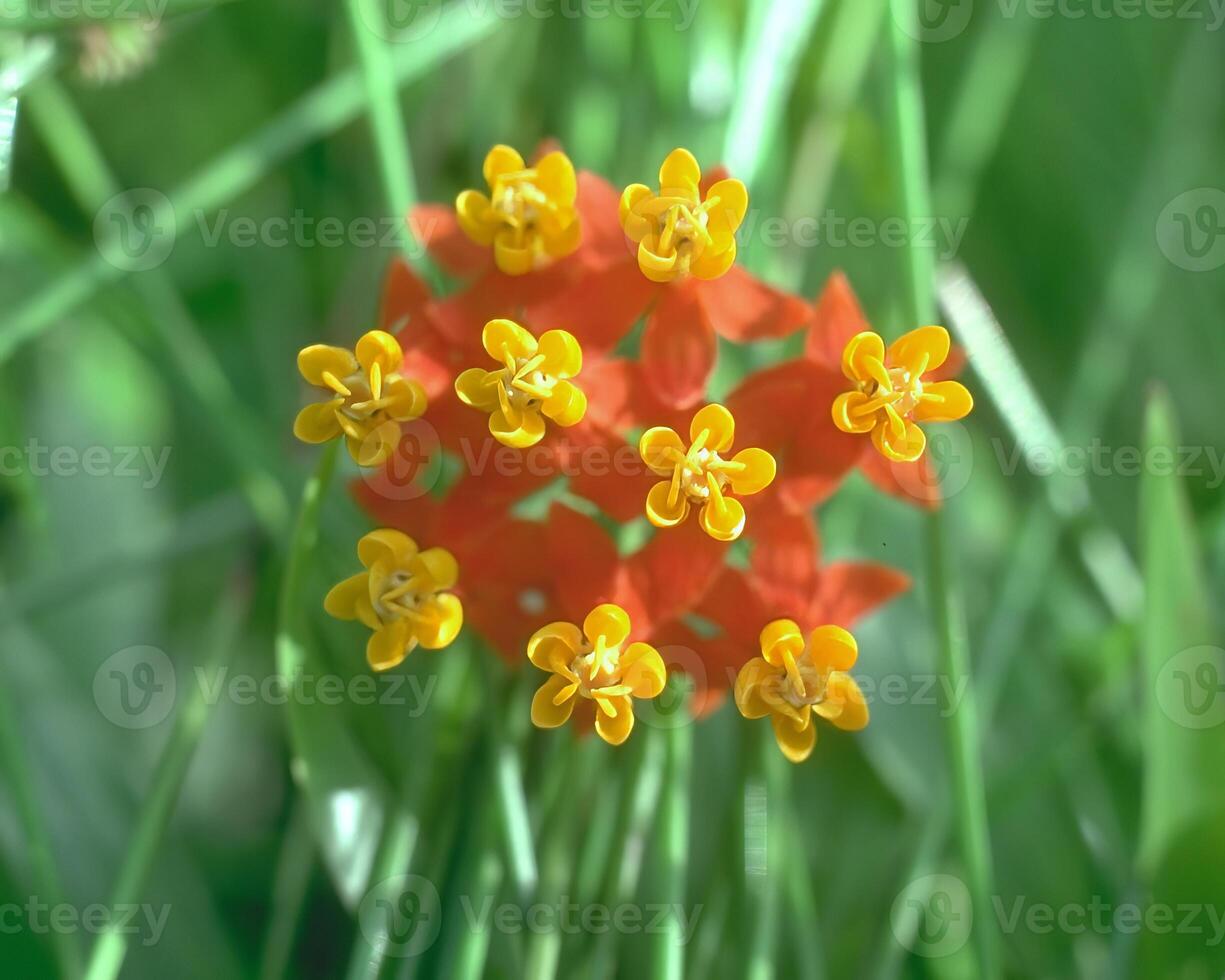 Flowers background. Colorful summer flowers close view photo