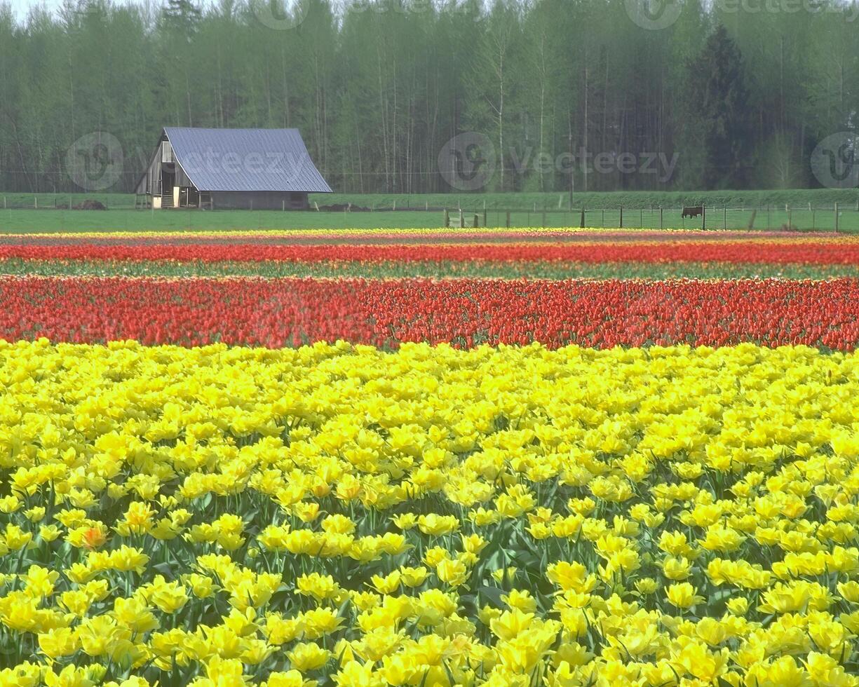 Flowers background. Colorful summer flowers close view photo