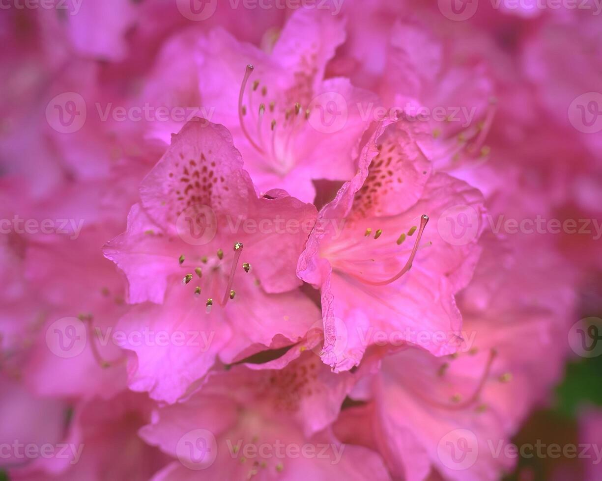 Flowers background. Colorful summer flowers close view photo