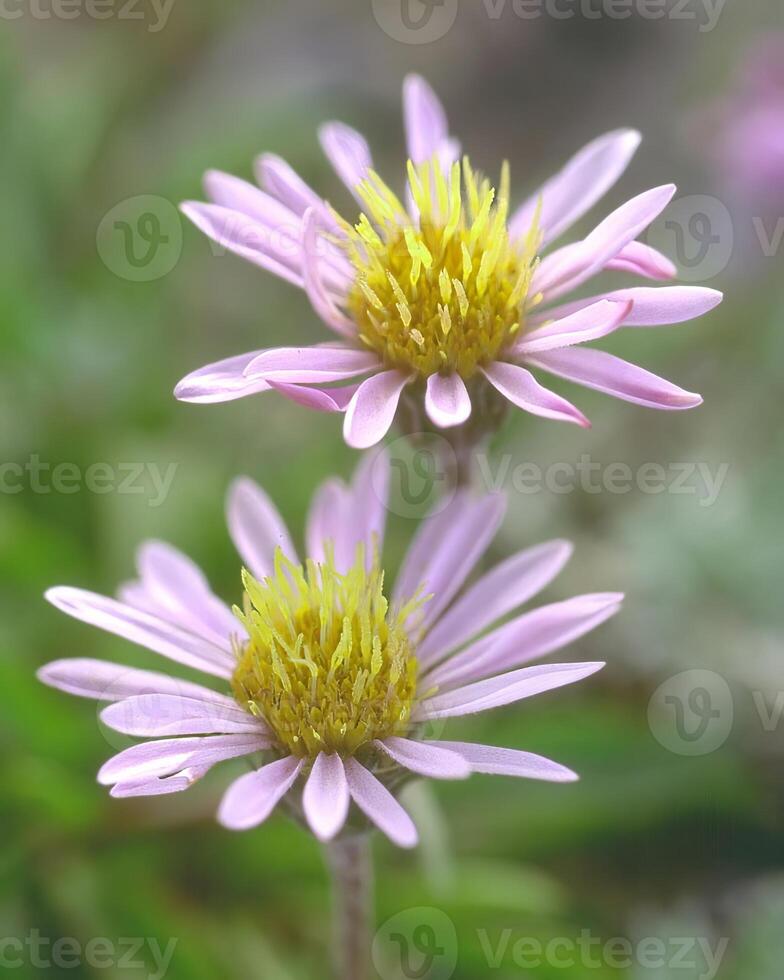 Flowers background. Colorful summer flowers close view photo