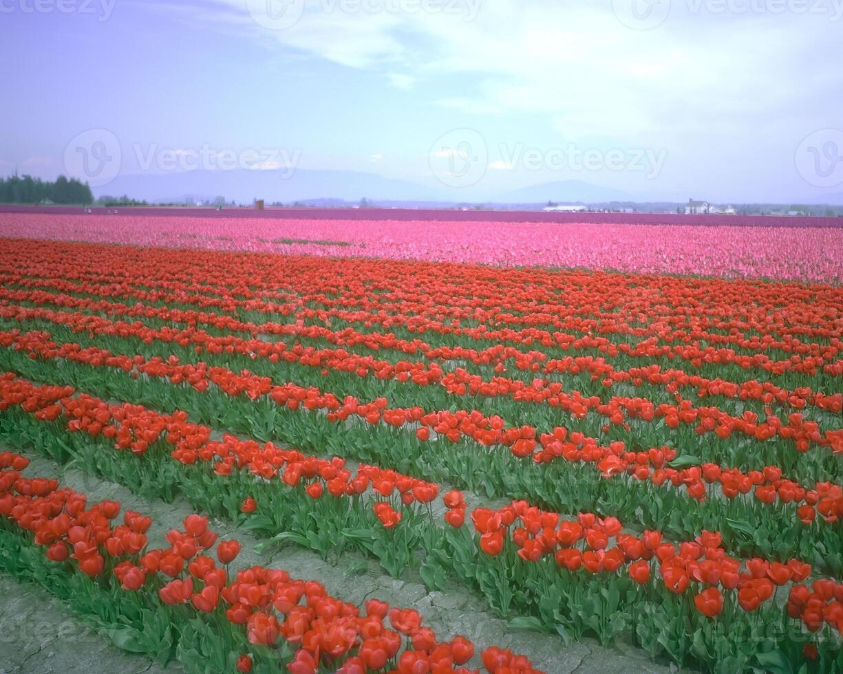 Flowers background. Colorful summer flowers close view photo