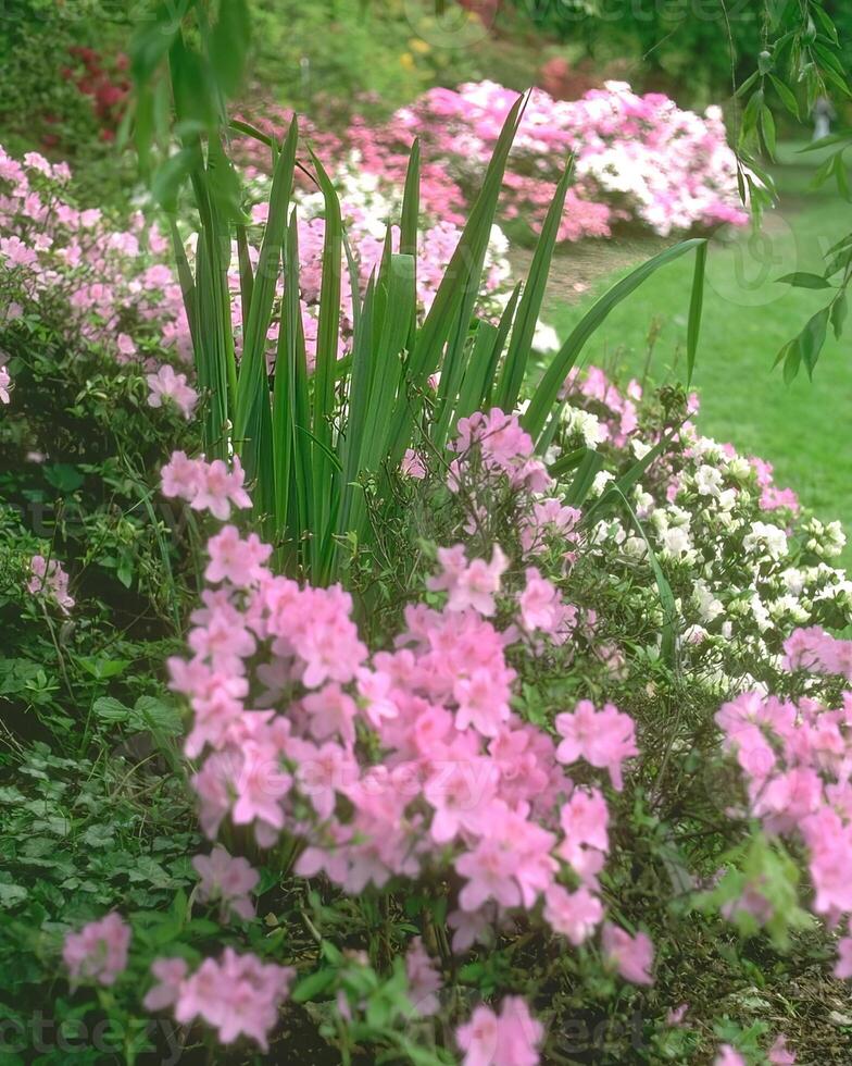 Flowers background. Colorful summer flowers close view photo