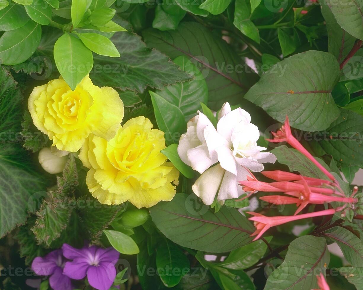 Flowers background. Colorful summer flowers close view photo