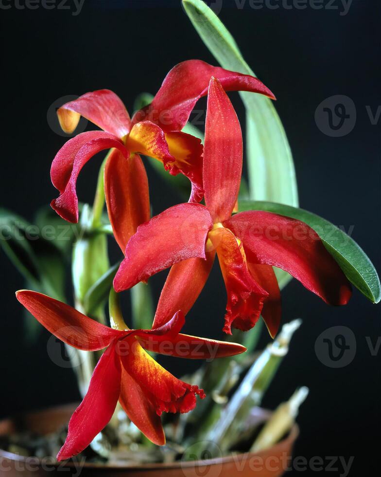 Flowers background. Colorful summer flowers close view photo