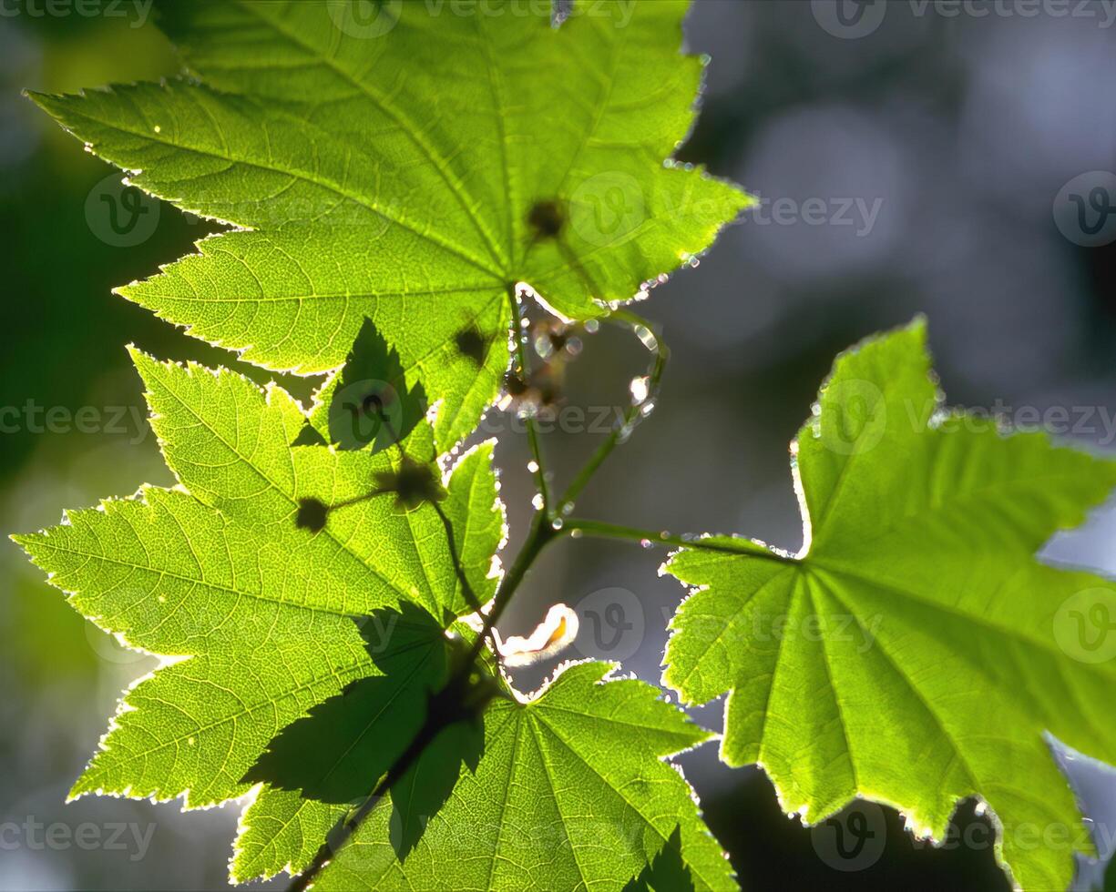 Green leaves close view natural background. Flora in nature photo