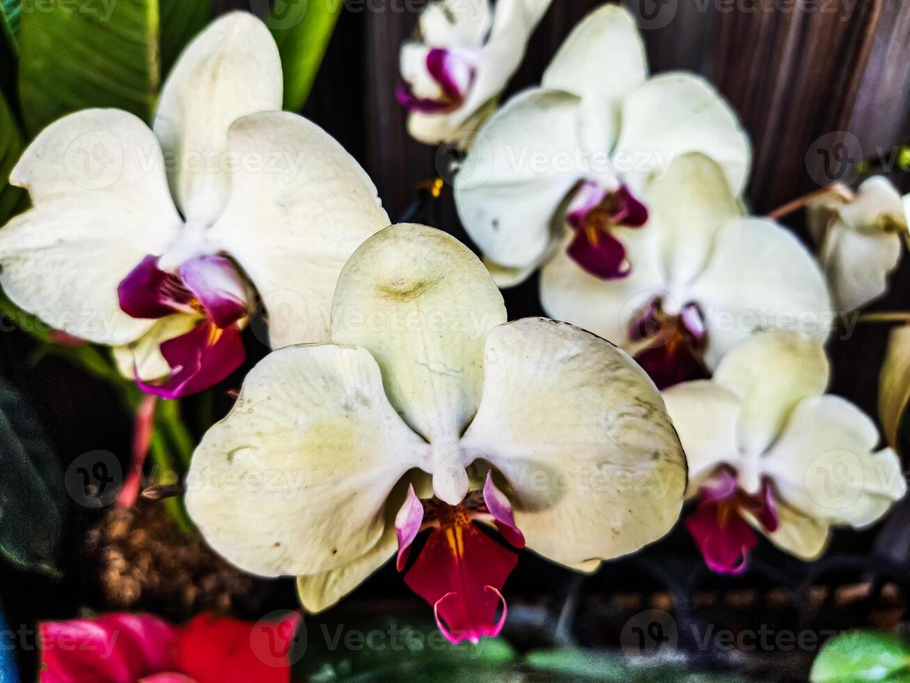 Phalaenopsis amabilis or moon orchid or moth orchid or anggrek bulan in Indonesia, blooming with center red and buds photo