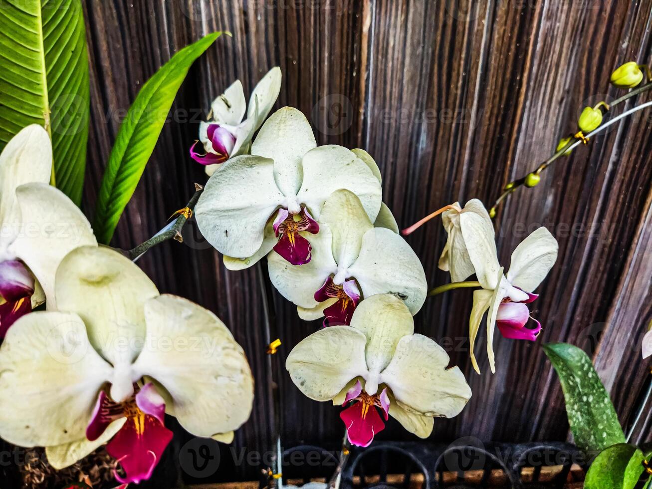 Phalaenopsis amabilis or moon orchid or moth orchid or anggrek bulan in Indonesia, blooming with center red and buds photo