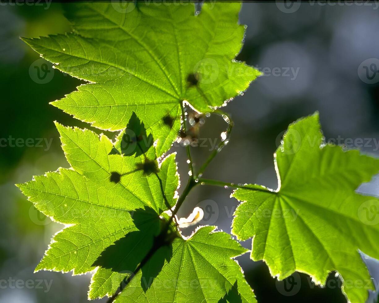 Green plants close view background. Natual plant photo