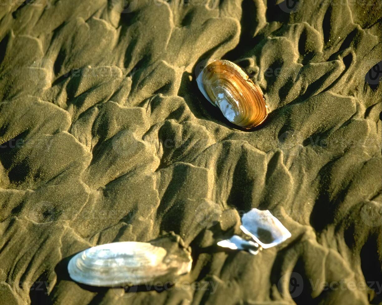 Sea shells close view. Sea shell marine background photo