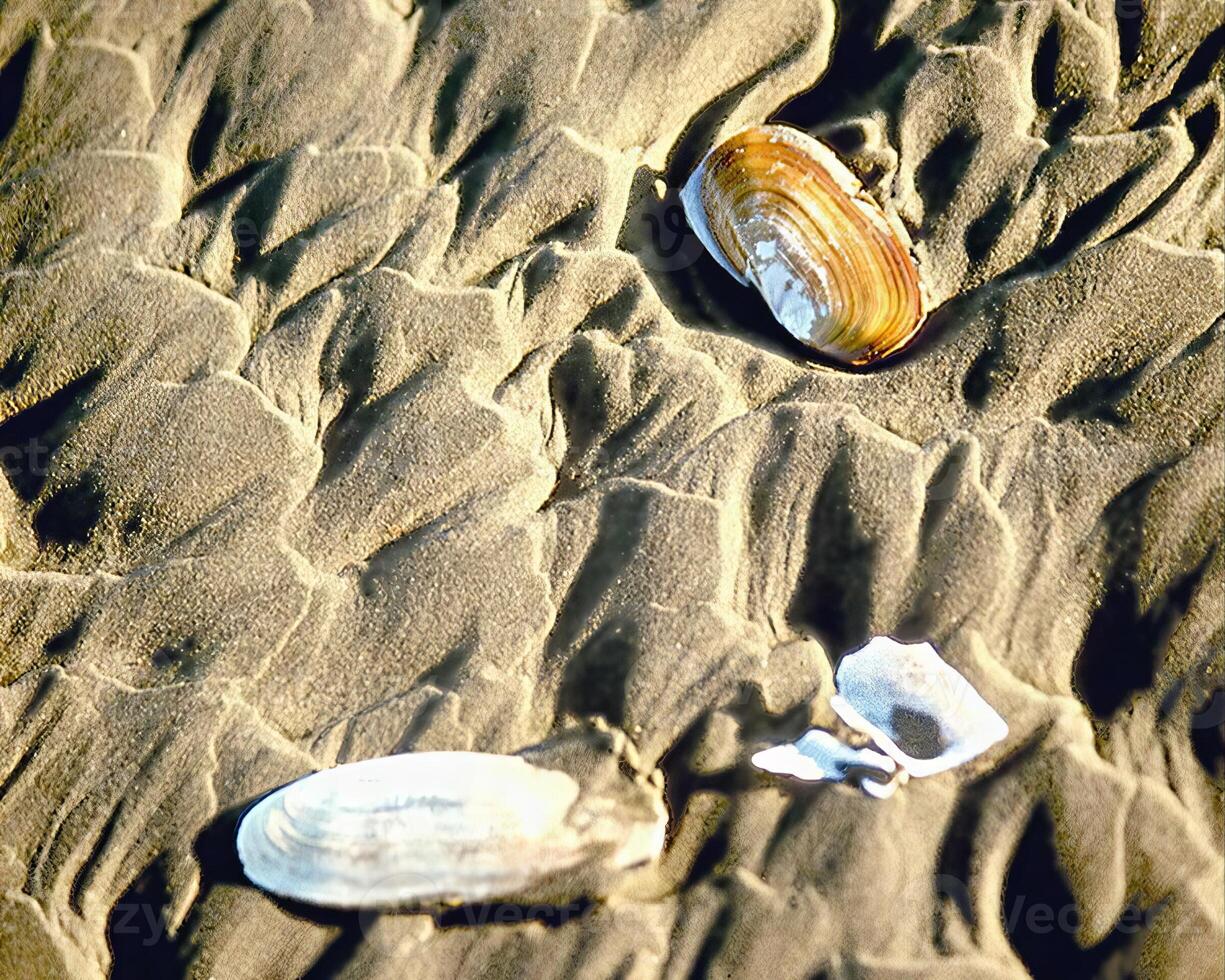 Sea shells close view. Sea shell marine background photo