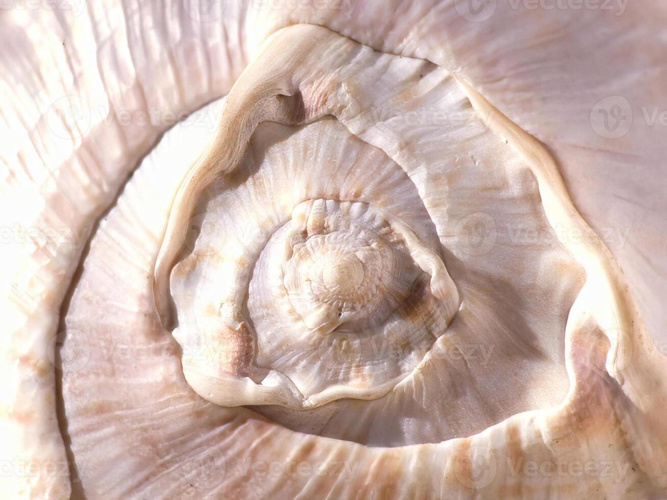 Sea shells close view. Sea shell marine background photo