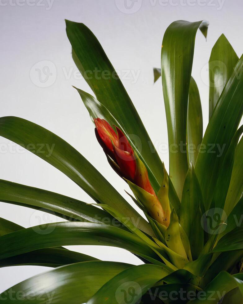 Flowers close view, natural plants background photo