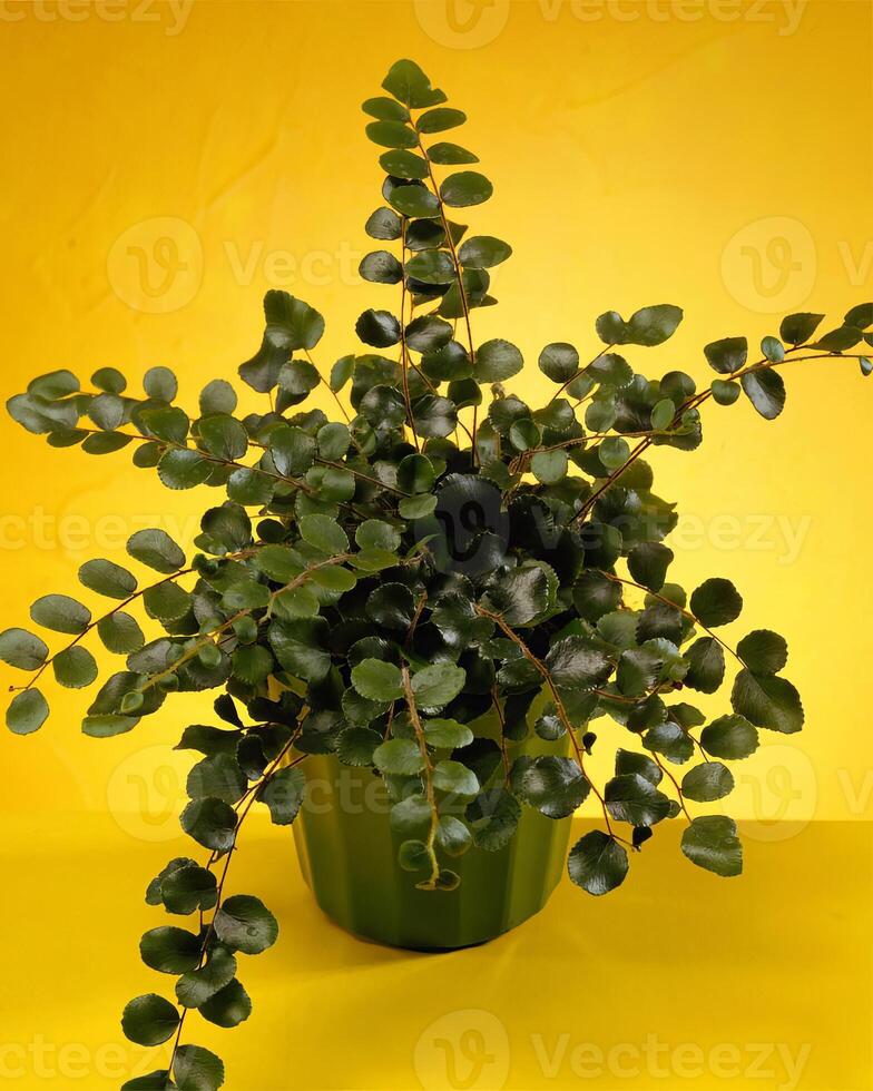 Flowers close view, natural plants background photo