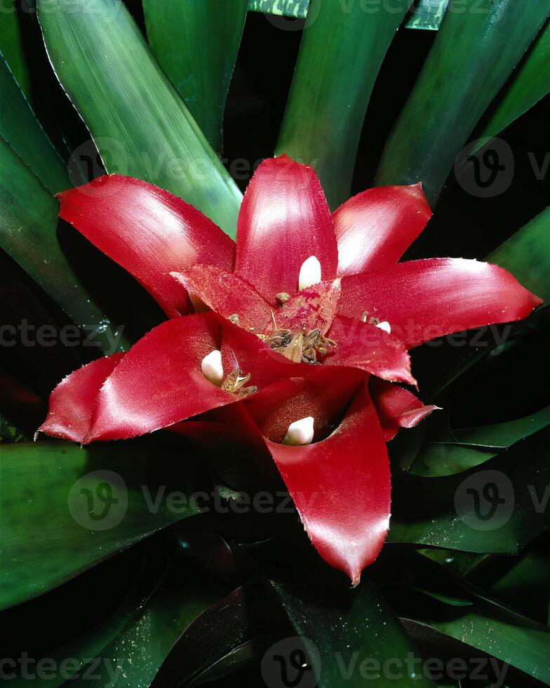 Flowers close view, natural plants background photo