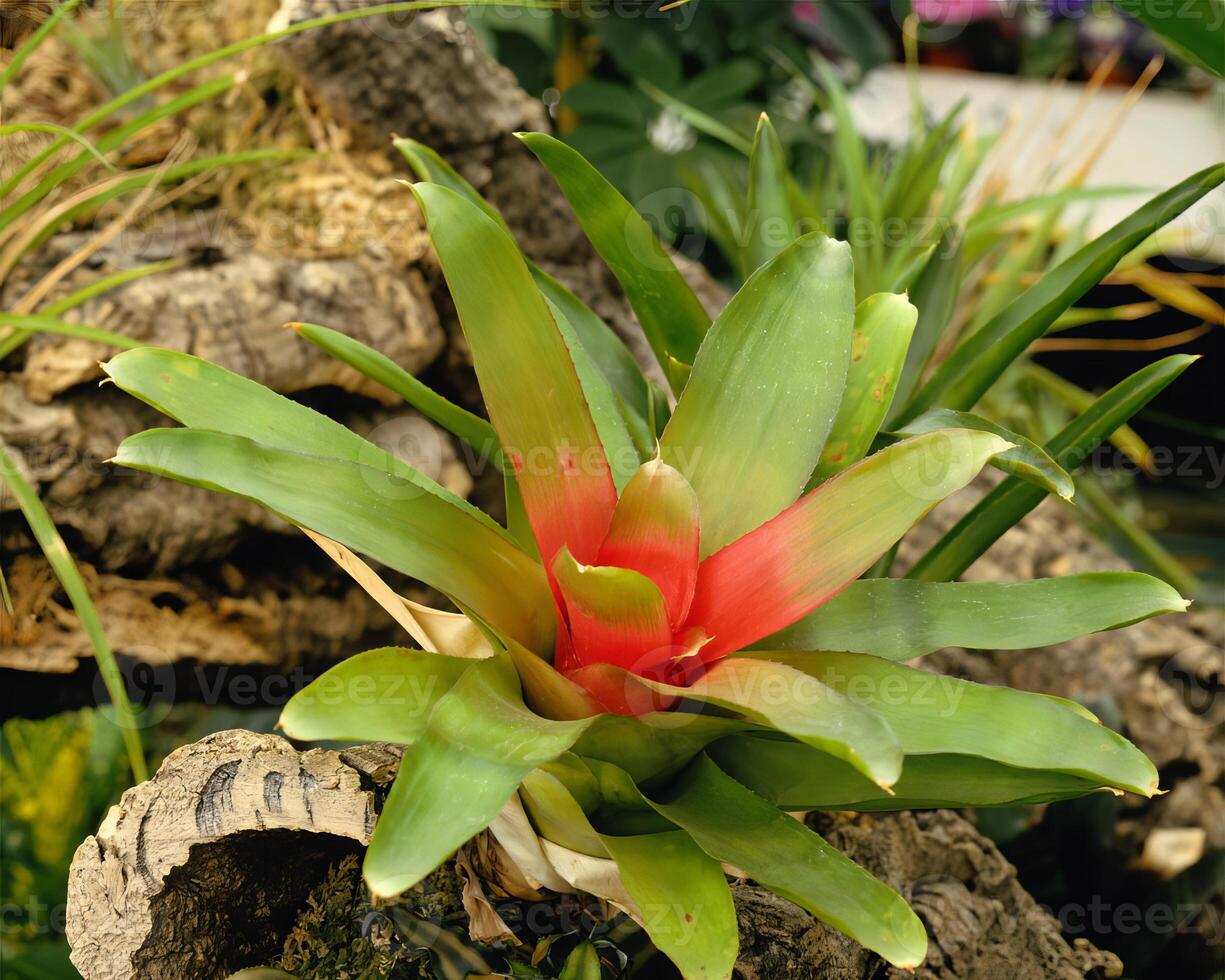 Flowers close view, natural plants background photo