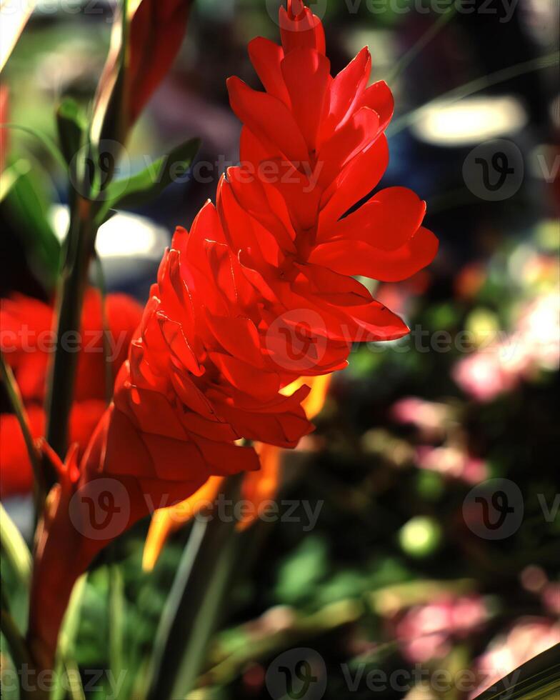 flores cerca vista, natural plantas antecedentes foto