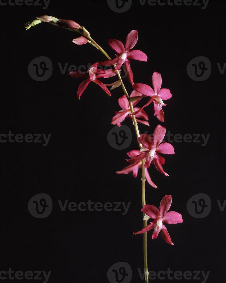 Flowers background. Colorful summer flowers close view photo