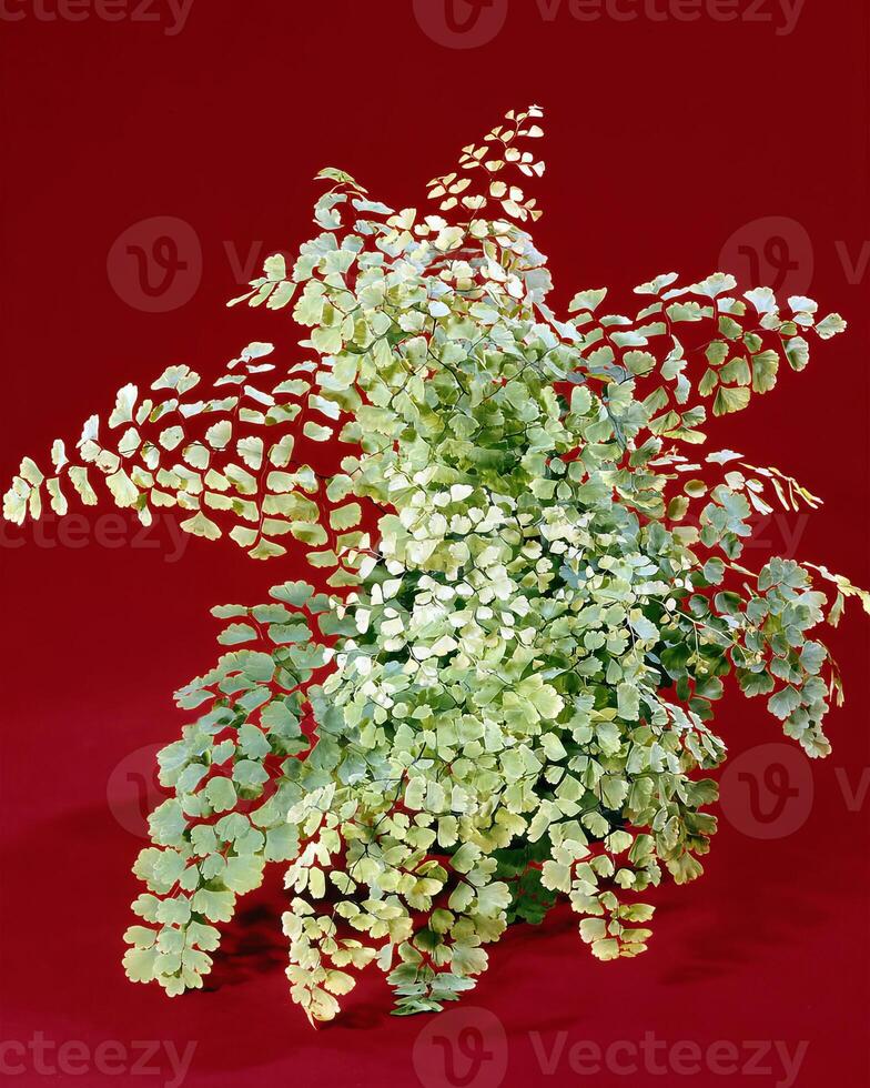 Flowers background. Colorful summer flowers close view photo