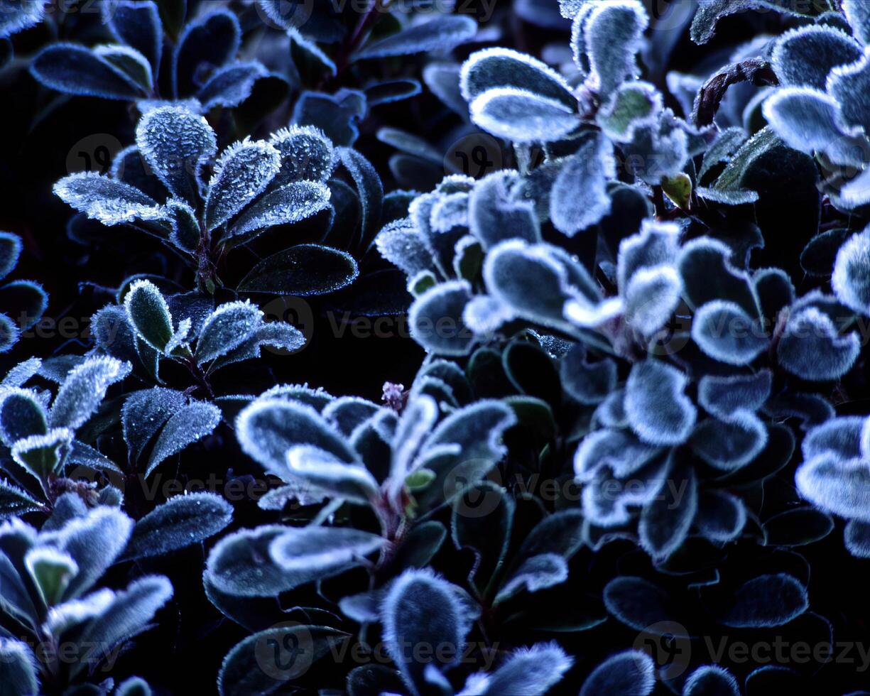 Flowers background. Colorful summer flowers close view photo