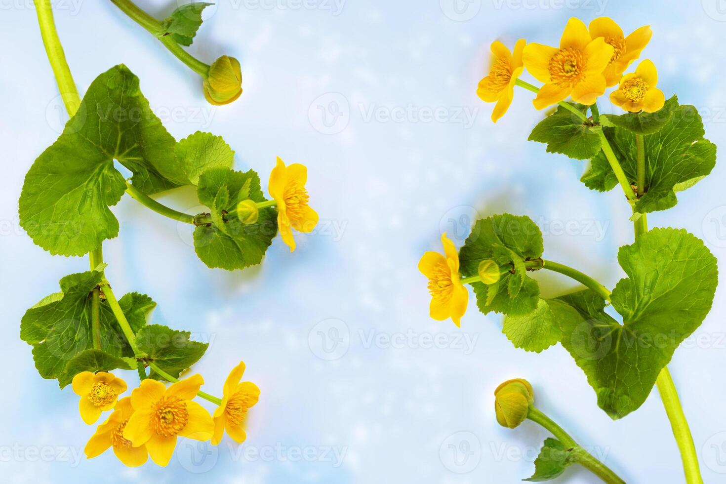 Greeting card. Marsh Marigold, Caltha Palustris isolated on light background. Wild yellow spring flowers. photo