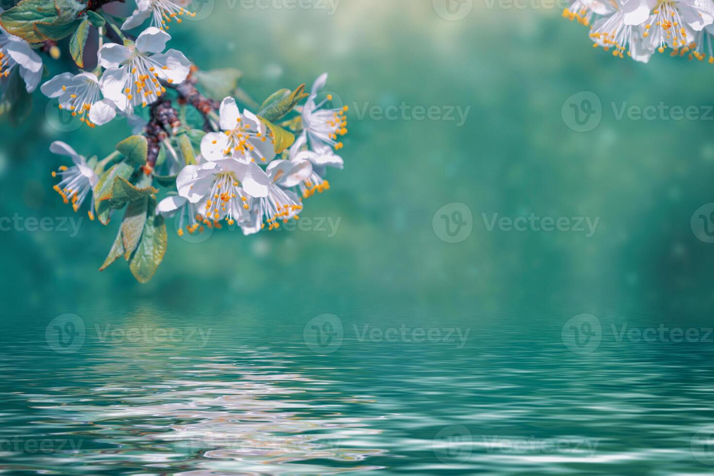 Blossoming branch cherry. Bright colorful spring flowers photo