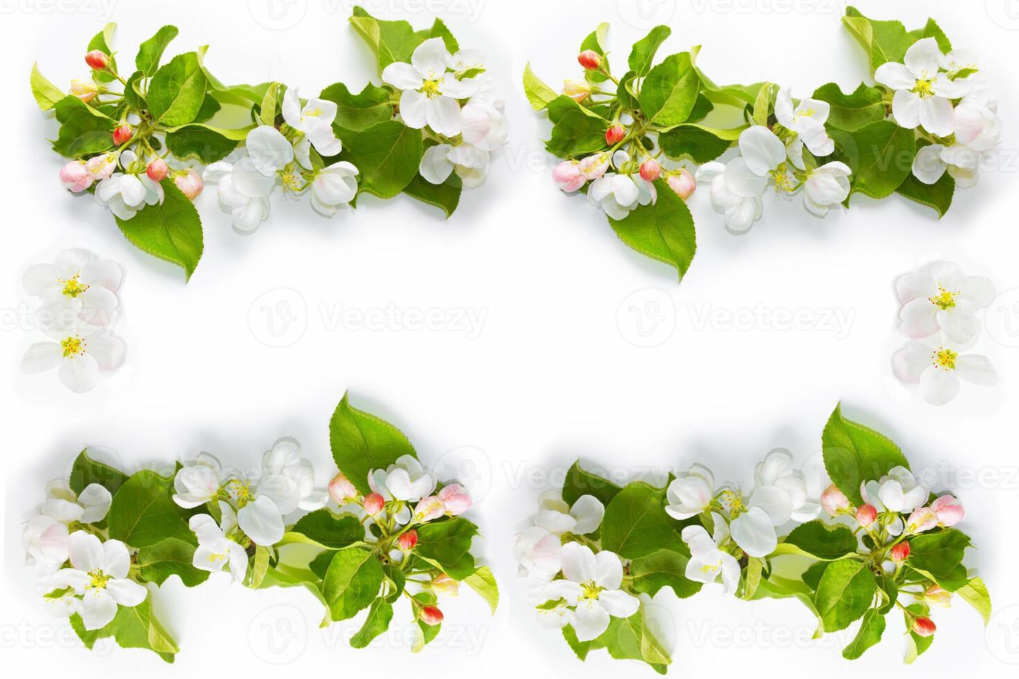 Flowering branch of apple isolated on a white background. photo