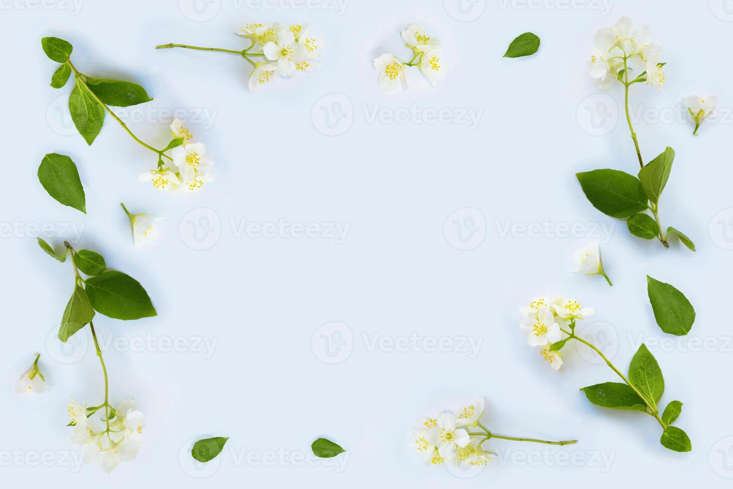 White Jasmine flowers pattern top view, flat lay. delicate spring flowers. photo