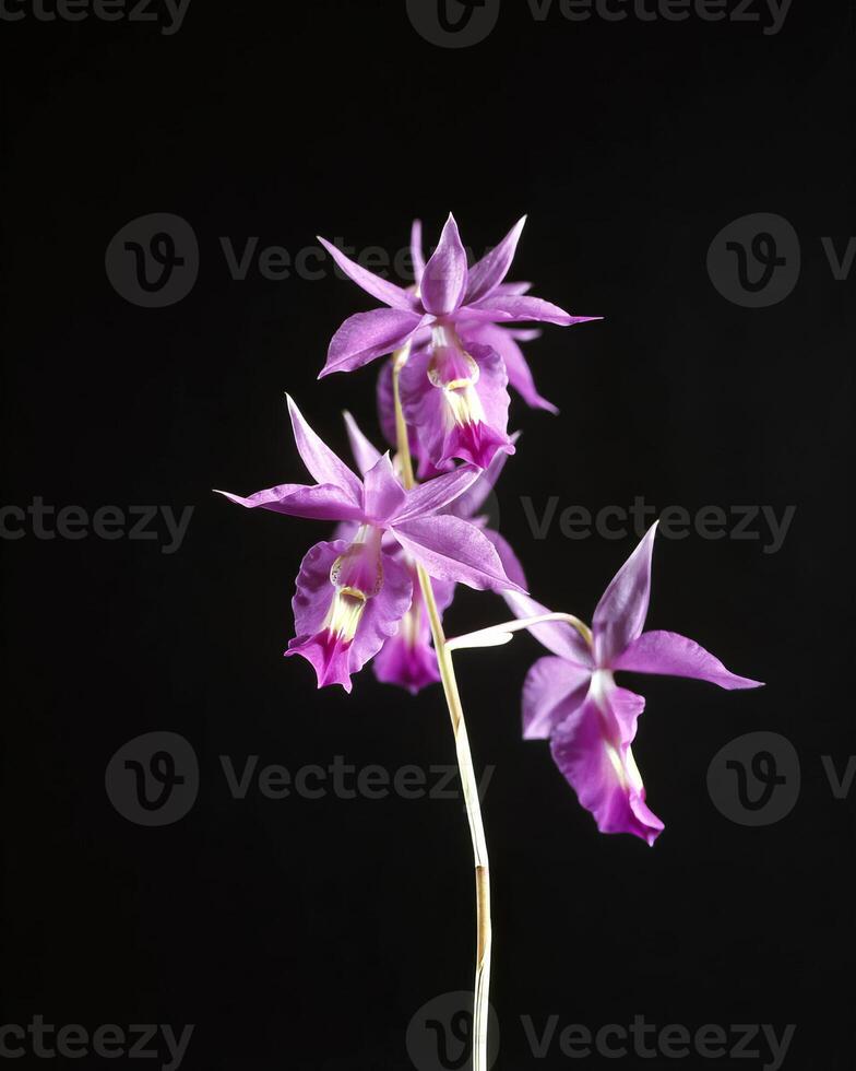Flowers background. Colorful summer flowers close view photo