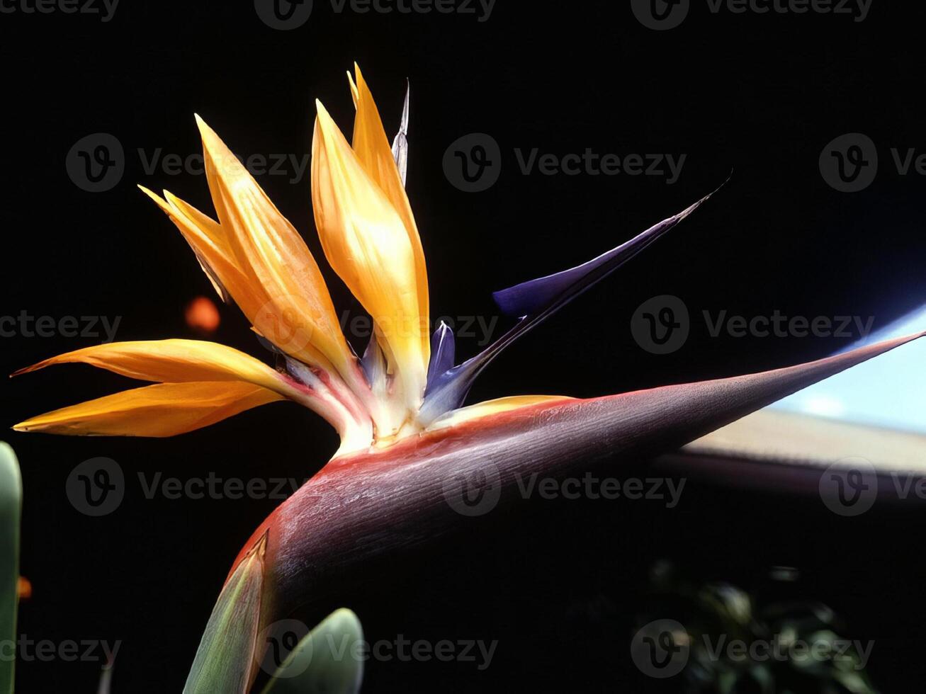 Flowers background. Colorful summer flowers close view photo