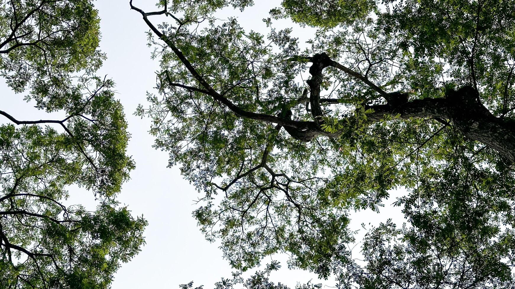 Look up view of tree tops leaves background photo