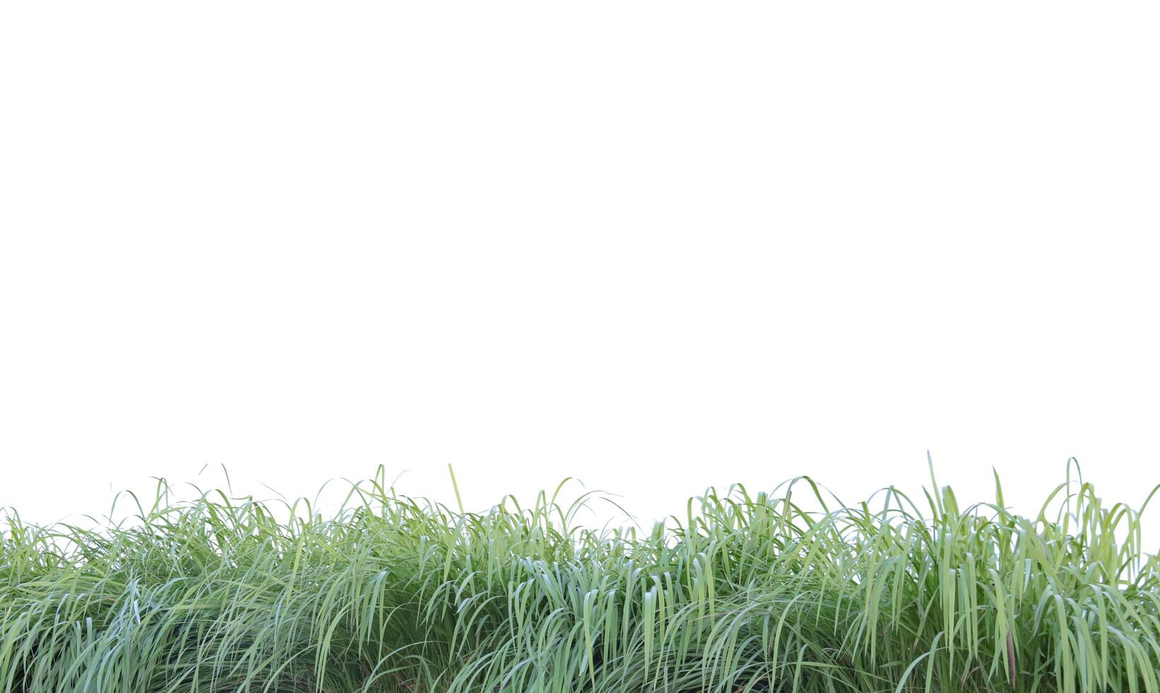 A cut-out of a clump of green tall grass on a white background with clipping paths. photo