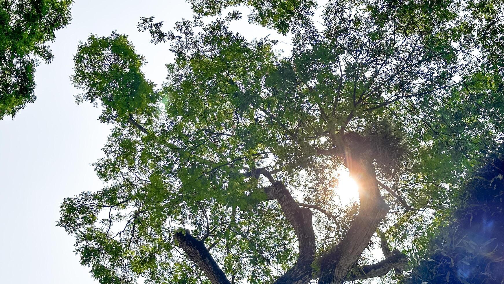 Look up view of tree tops leaves background photo