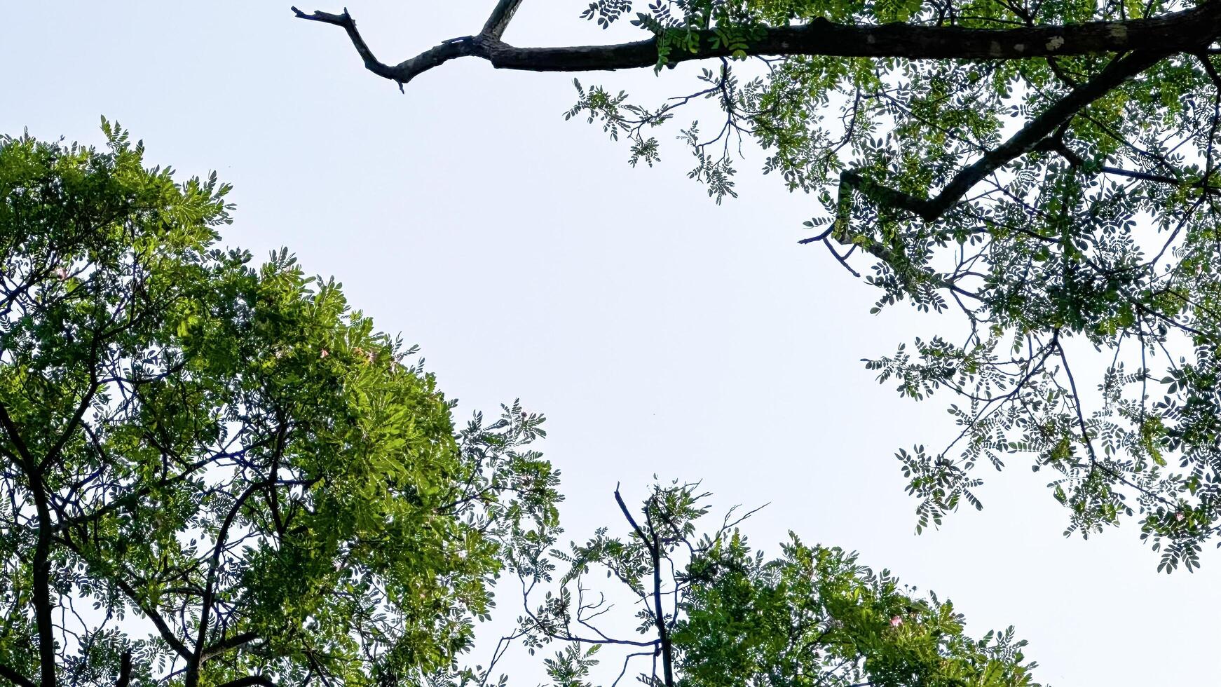 Look up view of tree tops leaves background photo