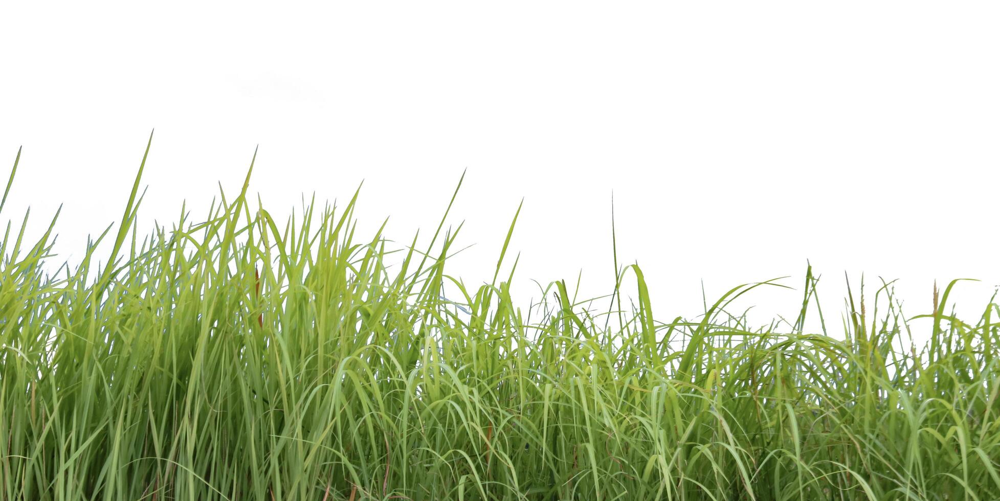 A cut-out of a clump of green tall grass on a white background with clipping paths. photo