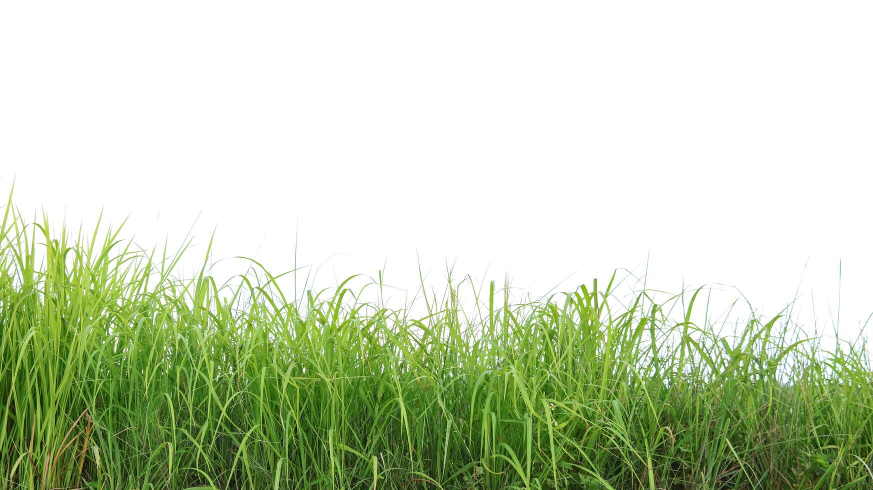 A cut-out of a clump of green tall grass on a white background with clipping paths. photo